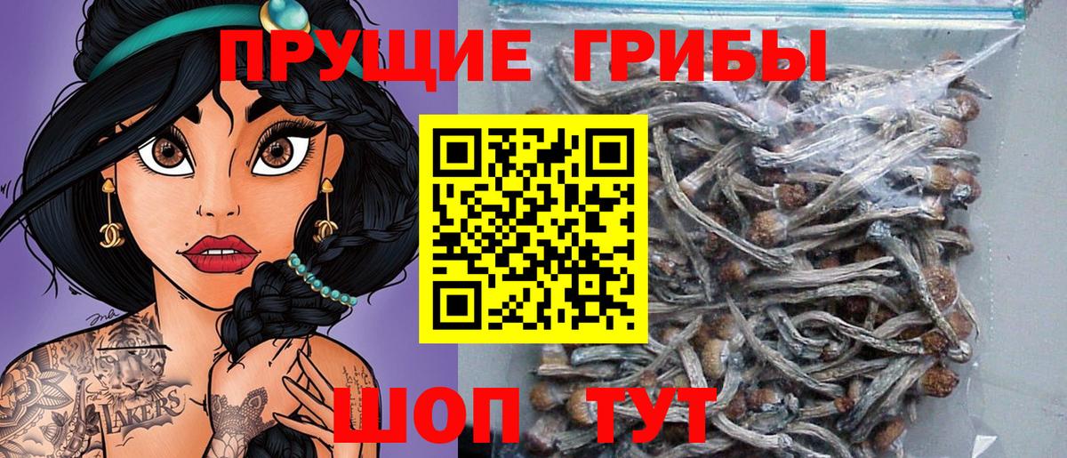 Псилоцибиновые грибы GOLDEN TEACHER Глазов